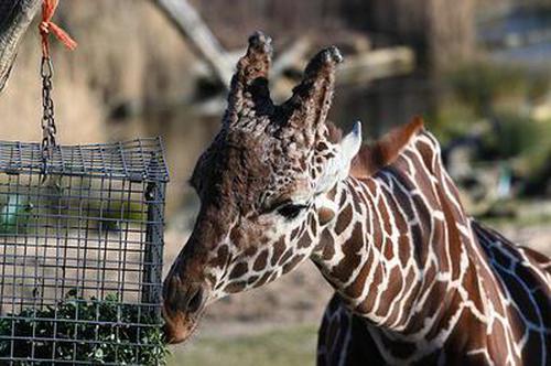 波克千炮捕鱼单机版下载